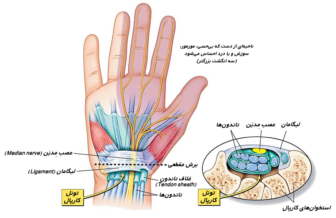آناتومیک دست